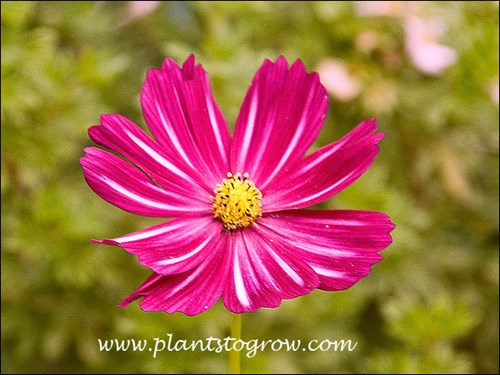 The first set of 10 pictures are of flowers from the same seed package. A very interesting assortment. As the weather became cooler the flowers tended to become deep pink.